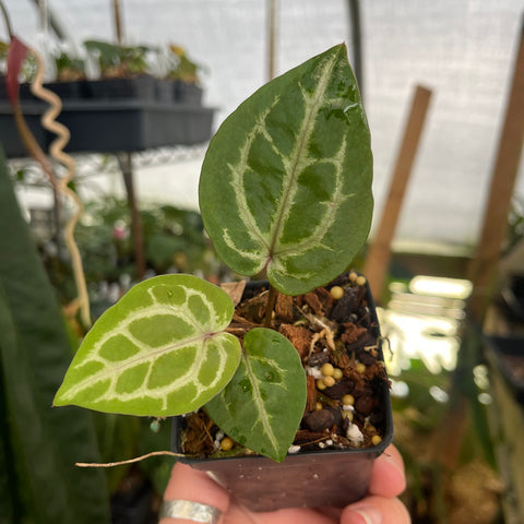 Anthurium Zara x Michelle plant with two large green leaves and pale white veins in a small pot