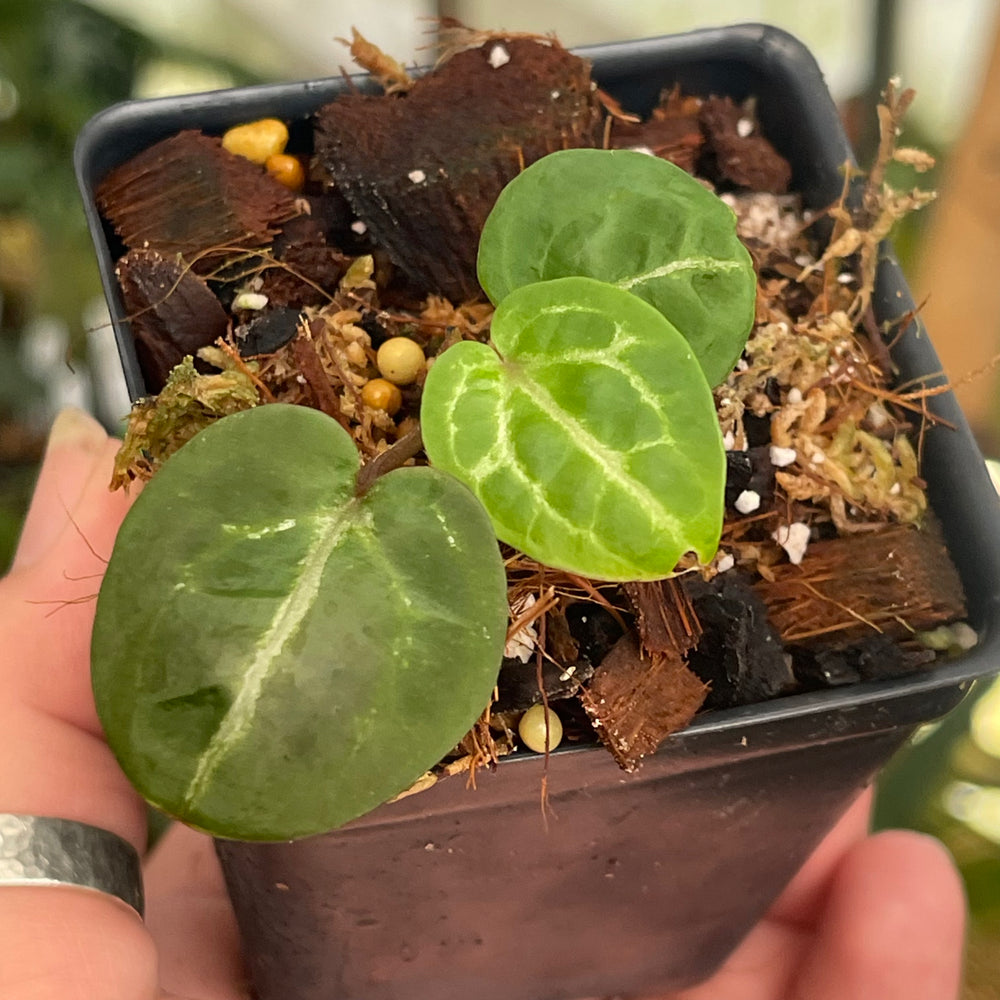 
                      
                        Anthurium (Zara x Michelle)-purple x (Doc Block x besseae aff.), CAR-0435
                      
                    