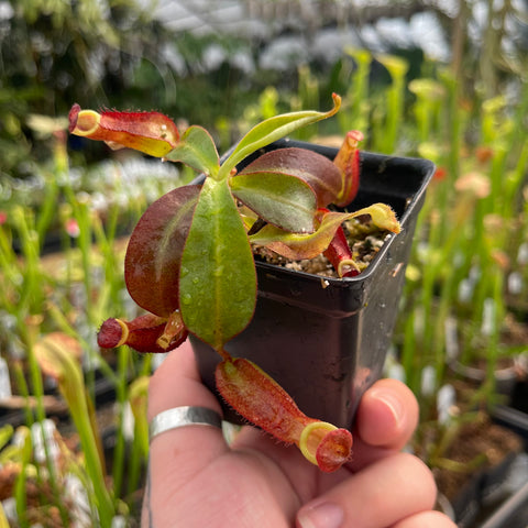 Small Nepenthes kampotiana x veitchii Pink Candy Cane plant with red edged leaves in a black pot