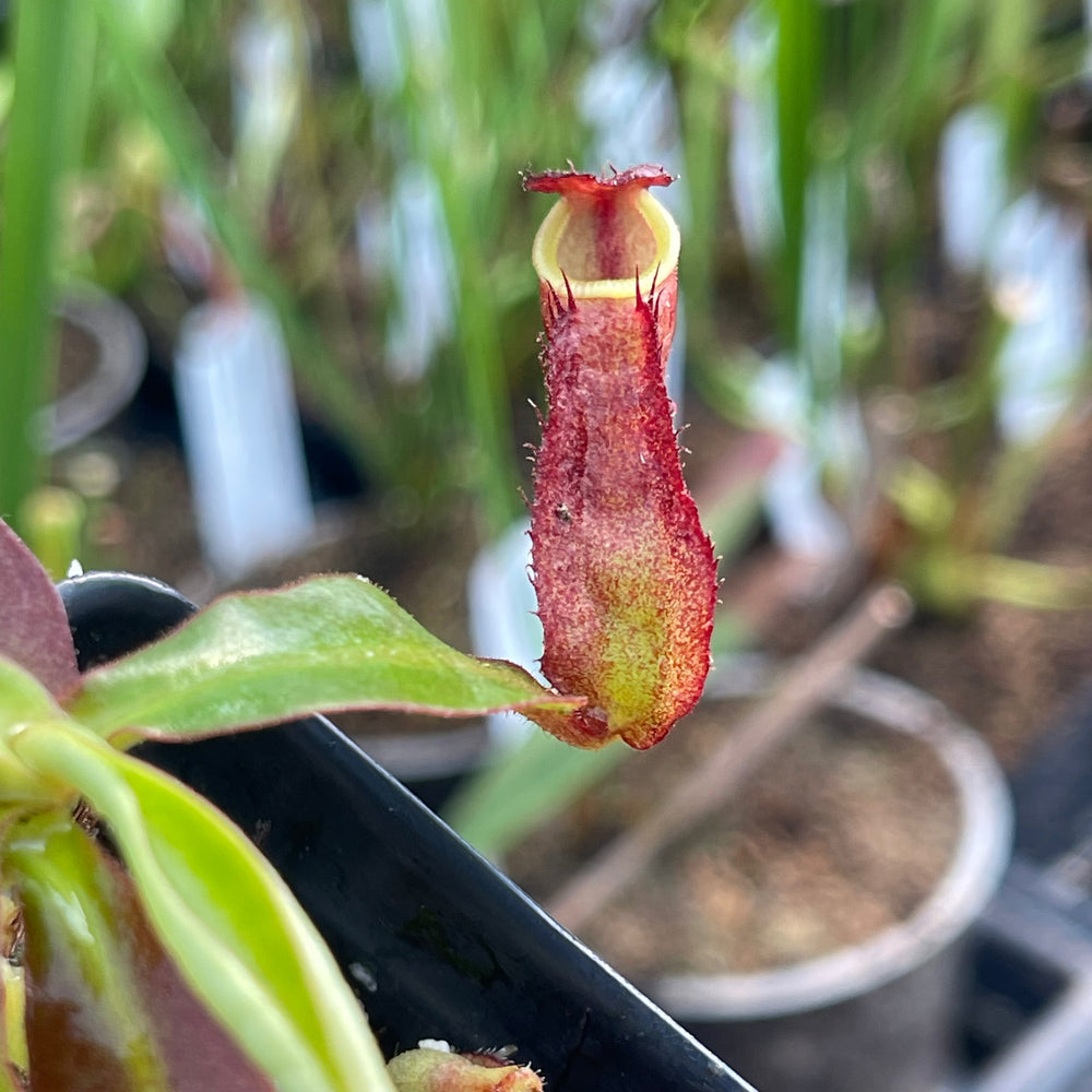 
                      
                        Nepenthes kampotiana x veitchii 'Pink Candy Cane', CAR-0437
                      
                    