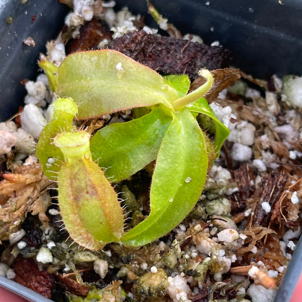 
                      
                        Nepenthes kampotiana x veitchii 'Pink Candy Cane', CAR-0437
                      
                    
