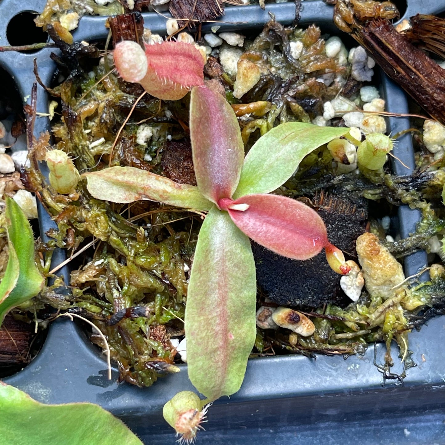 Nepenthes (northiana x veitchii) x {Song of Melancholy x [(lowii x veitchii) x boschiana]}, CAR-0436