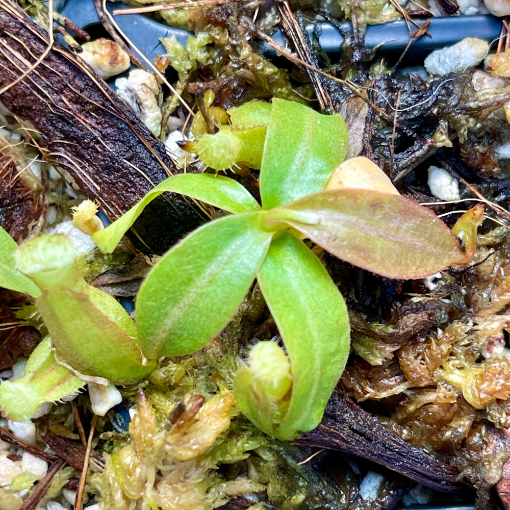 
                      
                        Nepenthes (northiana x veitchii) x {Song of Melancholy x [(lowii x veitchii) x boschiana]}, CAR-0436
                      
                    