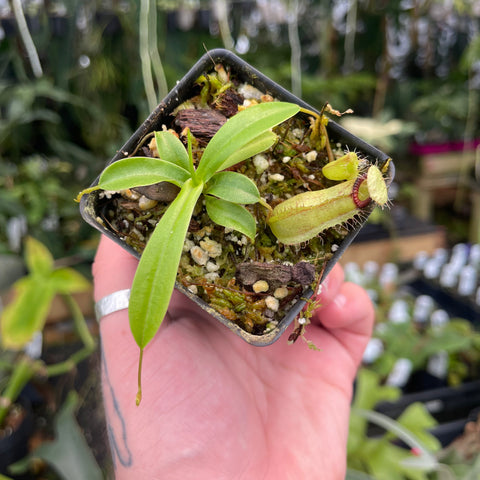 Nepenthes ventricosa Denver x Hamata Shafer plant held in hand with a long hanging green pitcher