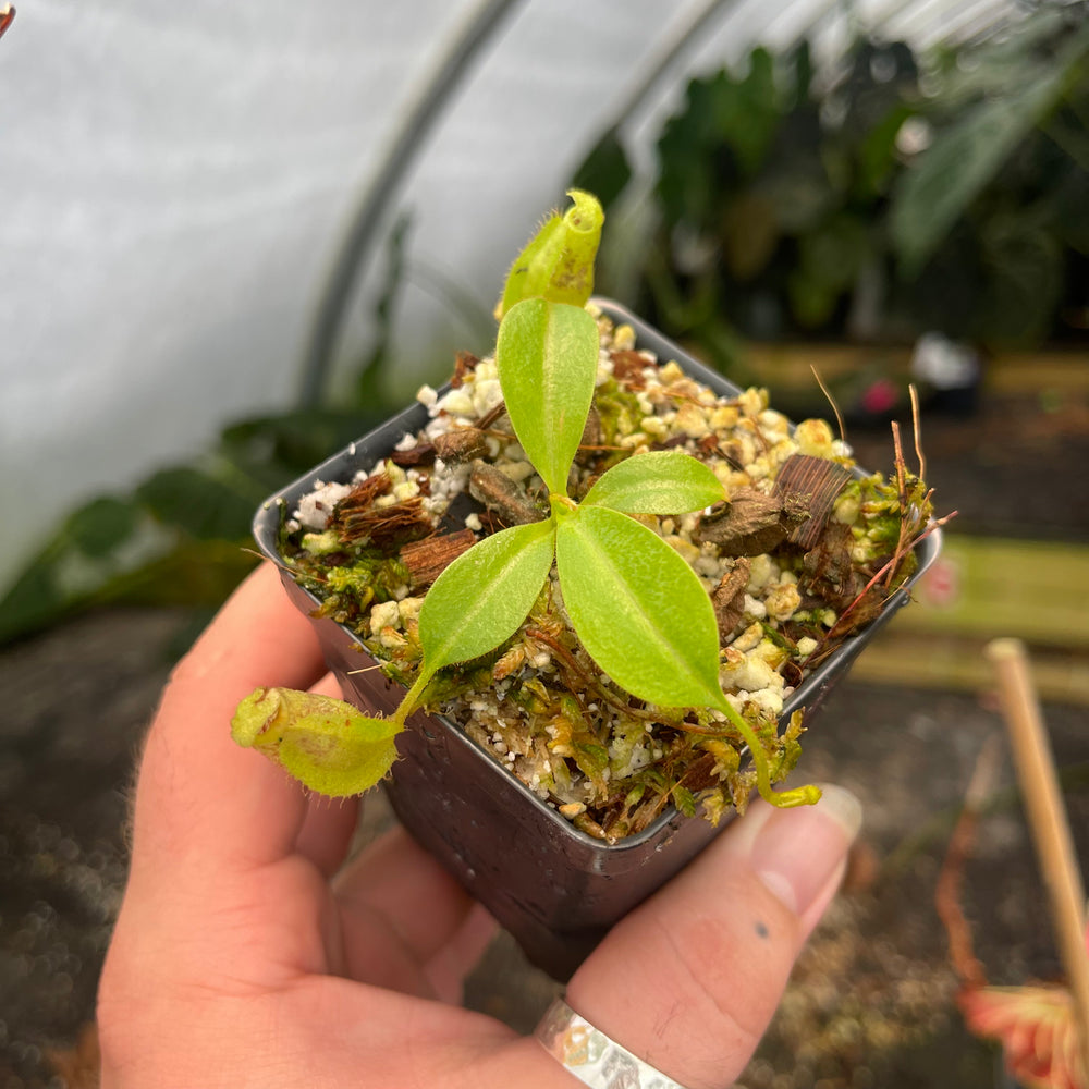 
                      
                        Nepenthes eymae hort (Lumut parents from EP), CAR-0442
                      
                    