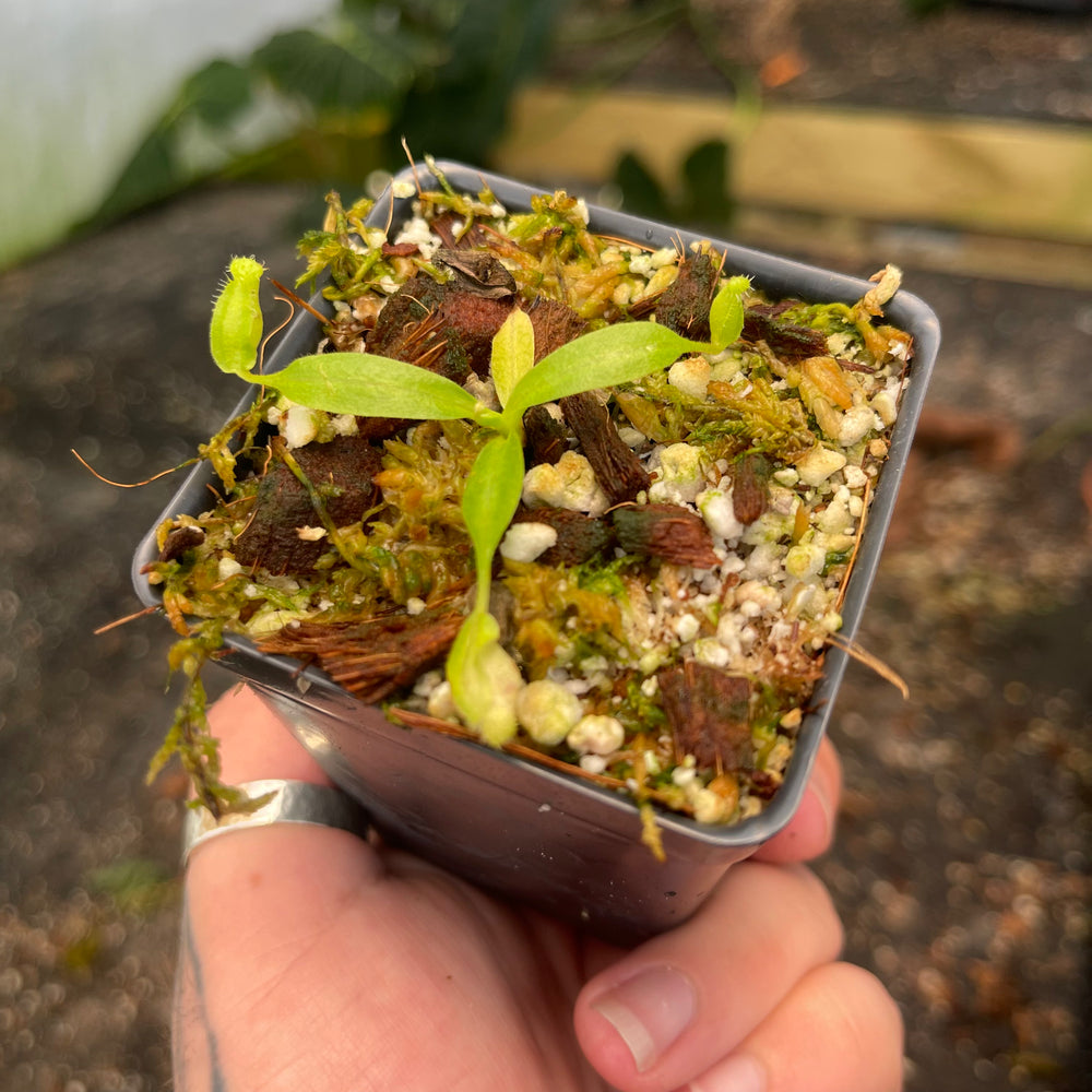 
                      
                        Nepenthes eymae hort (Lumut parents from EP), CAR-0442
                      
                    