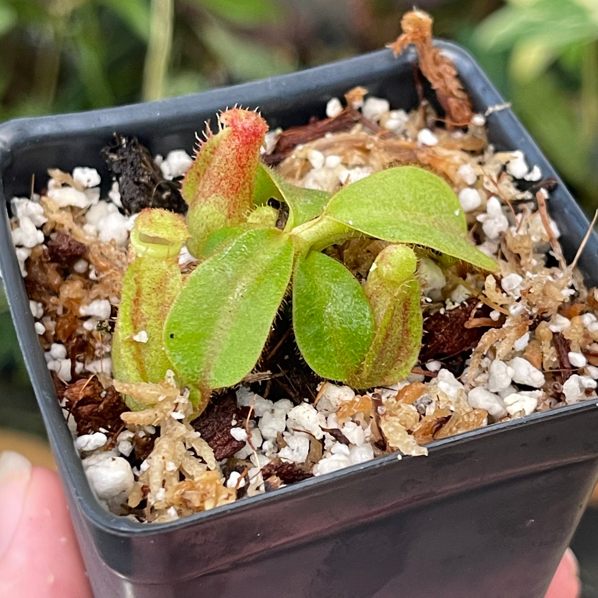 Nepenthes veitchii [(Murud x Candy) -Best Clone x (Akazukin x