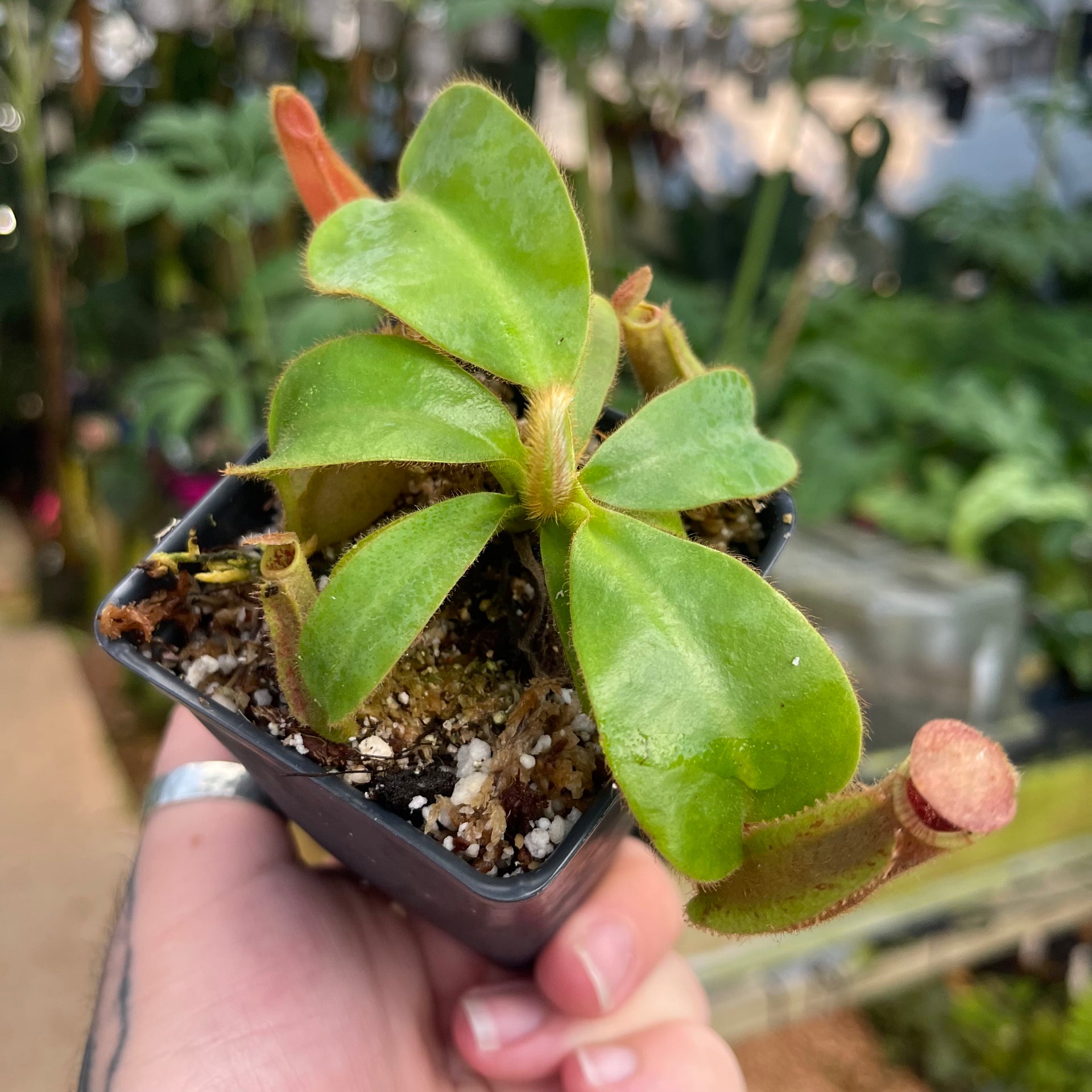 veitchii mutant 脇目 Nepenthes veitchii [(Murud x Candy) -Best Clone x (Akazukin x