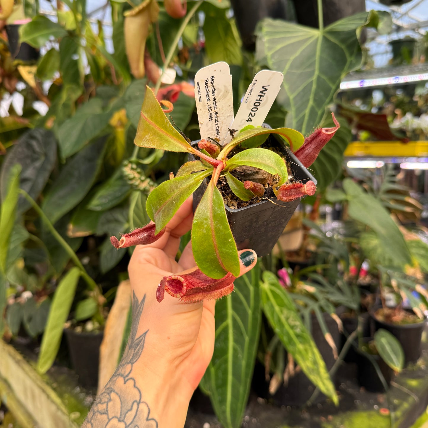 WH0024 Nepenthes veitchii (Murud x Candy) x 'Redonkulas', CAR-0985	(M)