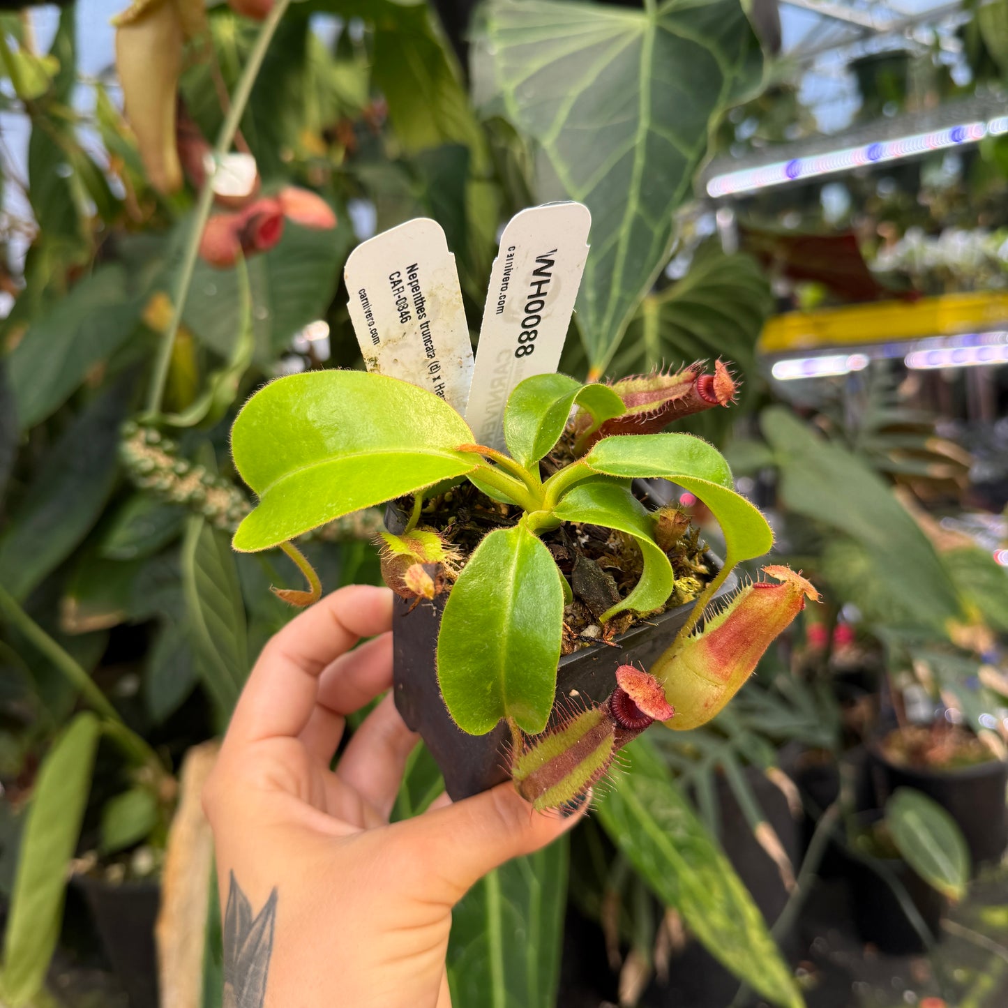 WH0088 Nepenthes truncata (d) x Harryana, CAR-0846 (S)