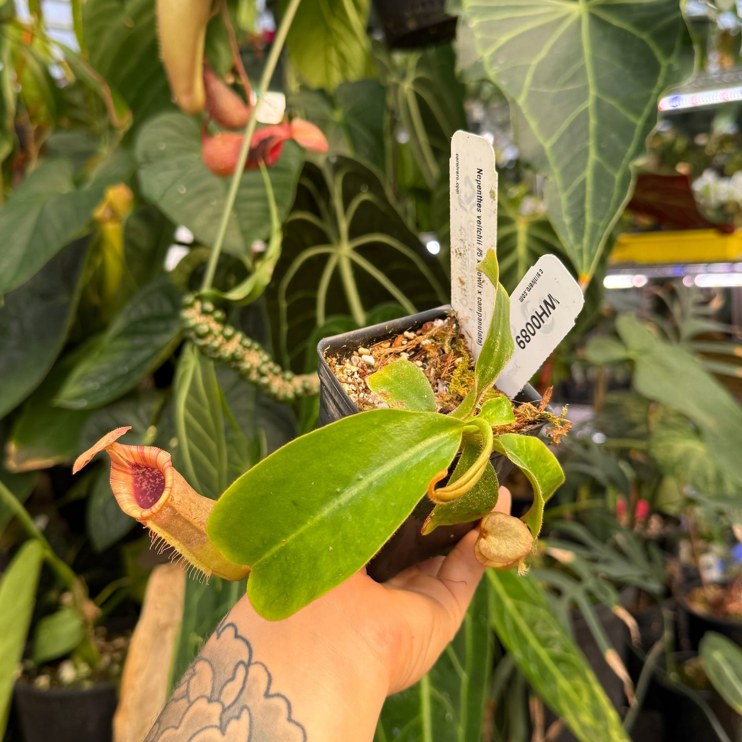 WH0089 Nepenthes veitchii #5 x (lowii x campulata) (M)