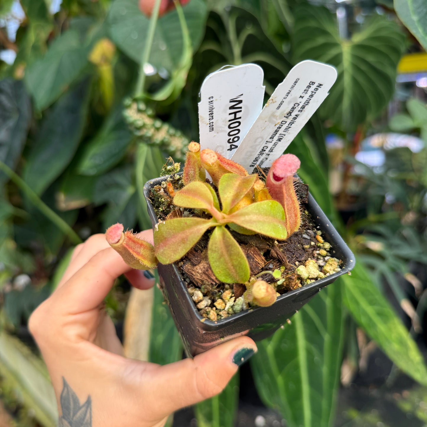 WH0094 Nepenthes veitchii [(Murud x Candy)-Best x 'Candy Dreams'], CAR-0678	(XS)