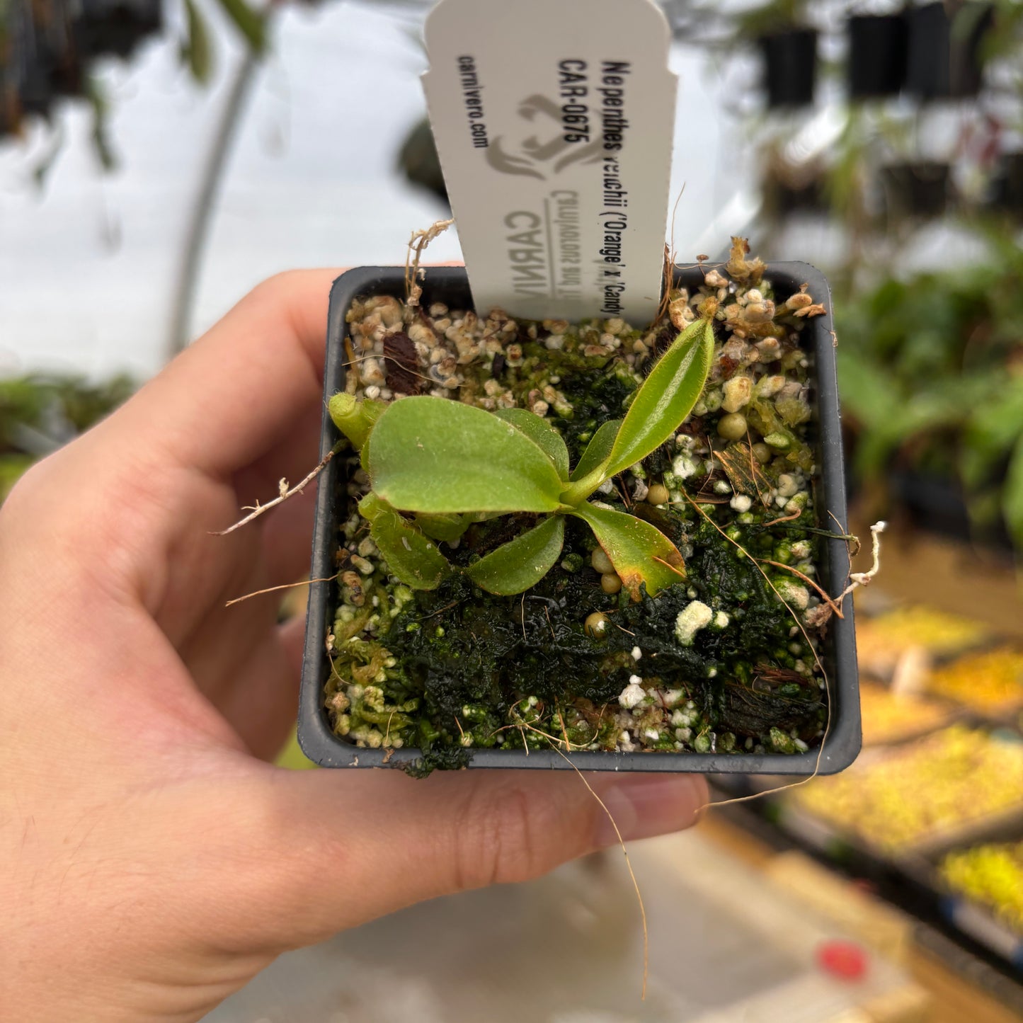 [A698] Nepenthes veitchii ('Orange' x 'Candy Dreams') CAR-0675
