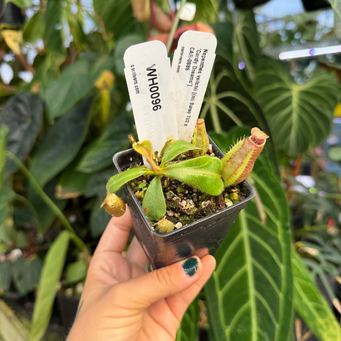 WH0096 Nepenthes veitchii [(m) Bareo TU2 x 'Candy Dreams'], CAR-0886 (S)