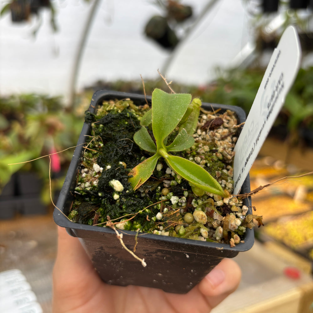
                      
                        [A698] Nepenthes veitchii ('Orange' x 'Candy Dreams') CAR-0675
                      
                    