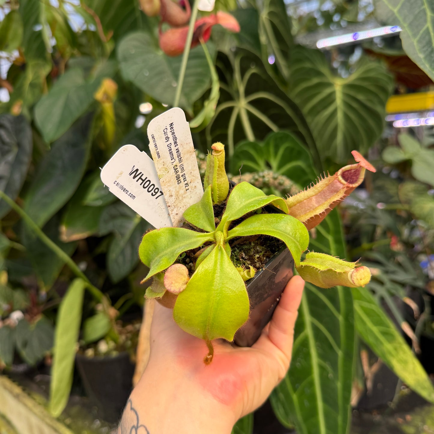 WH0097	Nepenthes veitchii ((m) grex #2 x 'Candy Dreams'), CAR-0843 (S)
