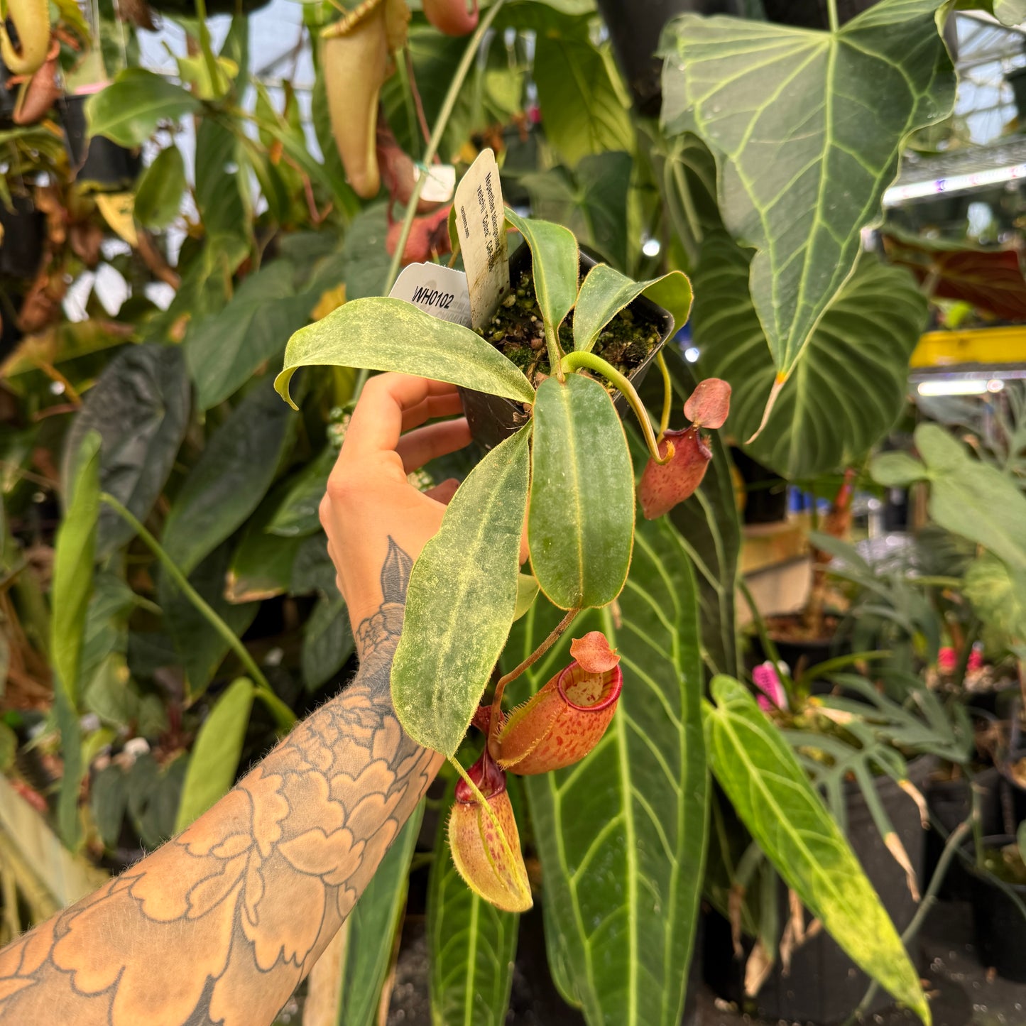 WH0102	Nepenthes talangensis x veitchii 'Cobra', CAR-0386 (L)