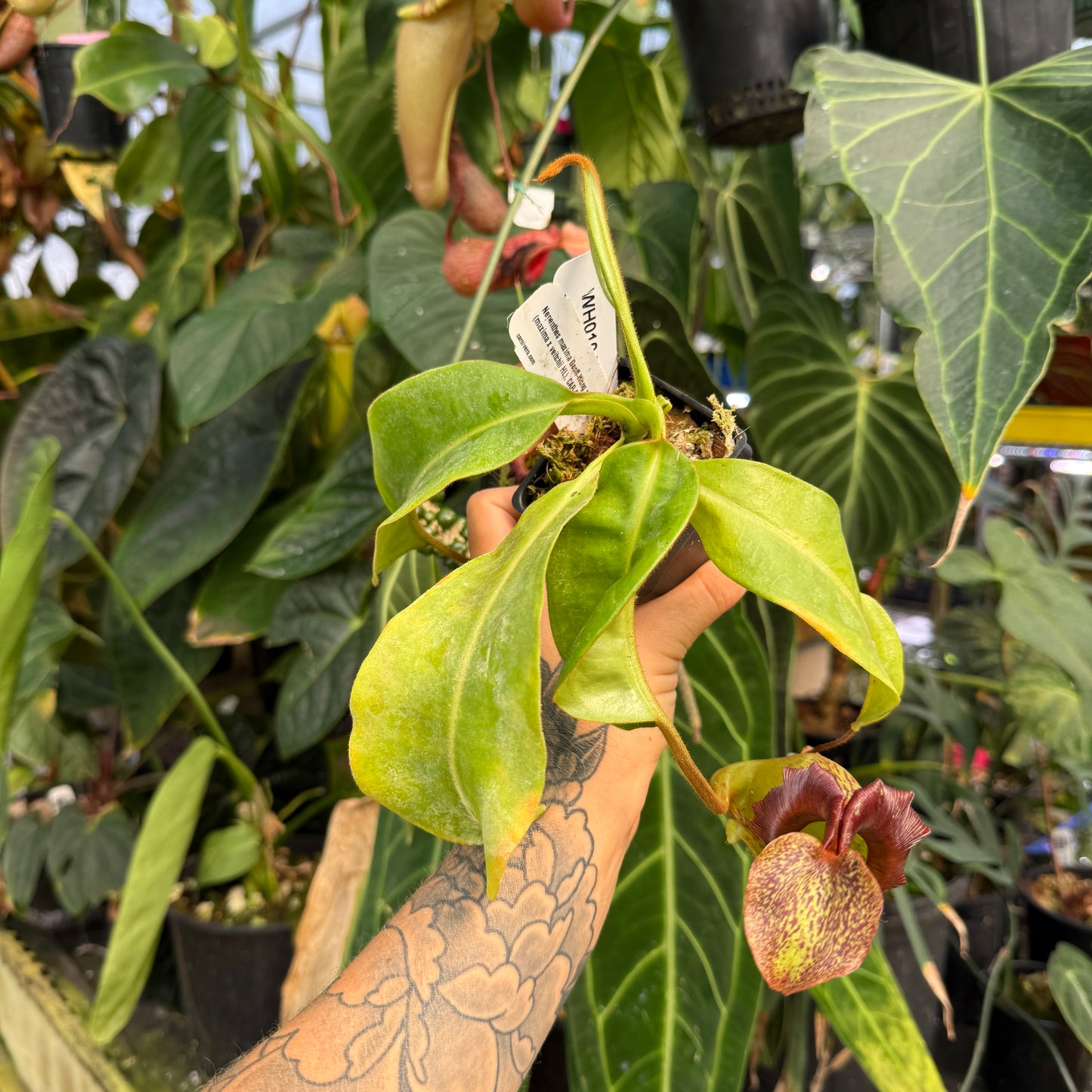 WH0104	Nepenthes maxima Geoff Wong x (maxima x veitchii HL), CAR-0961	(L)