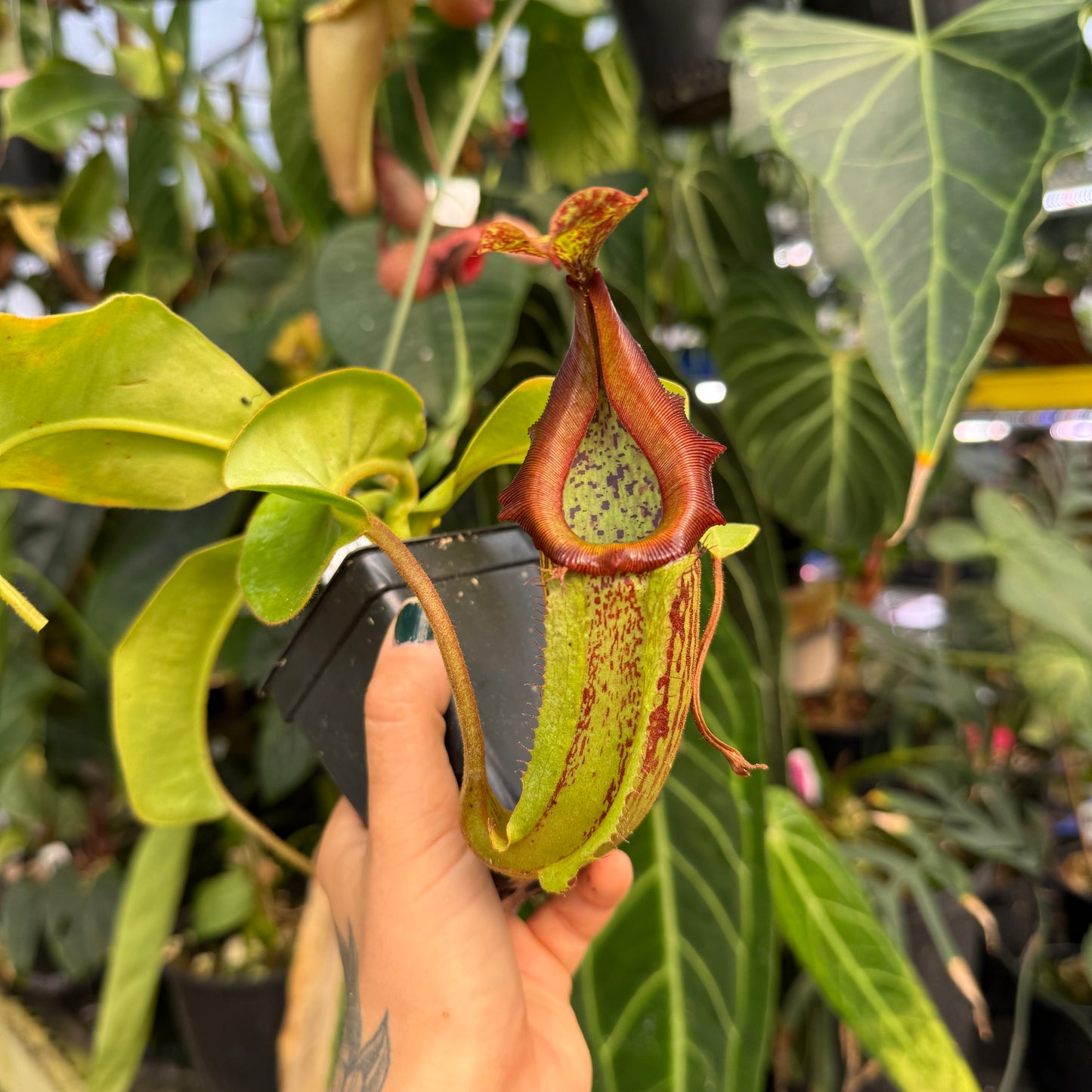 WH0104	Nepenthes maxima Geoff Wong x (maxima x veitchii HL), CAR-0961	(L)