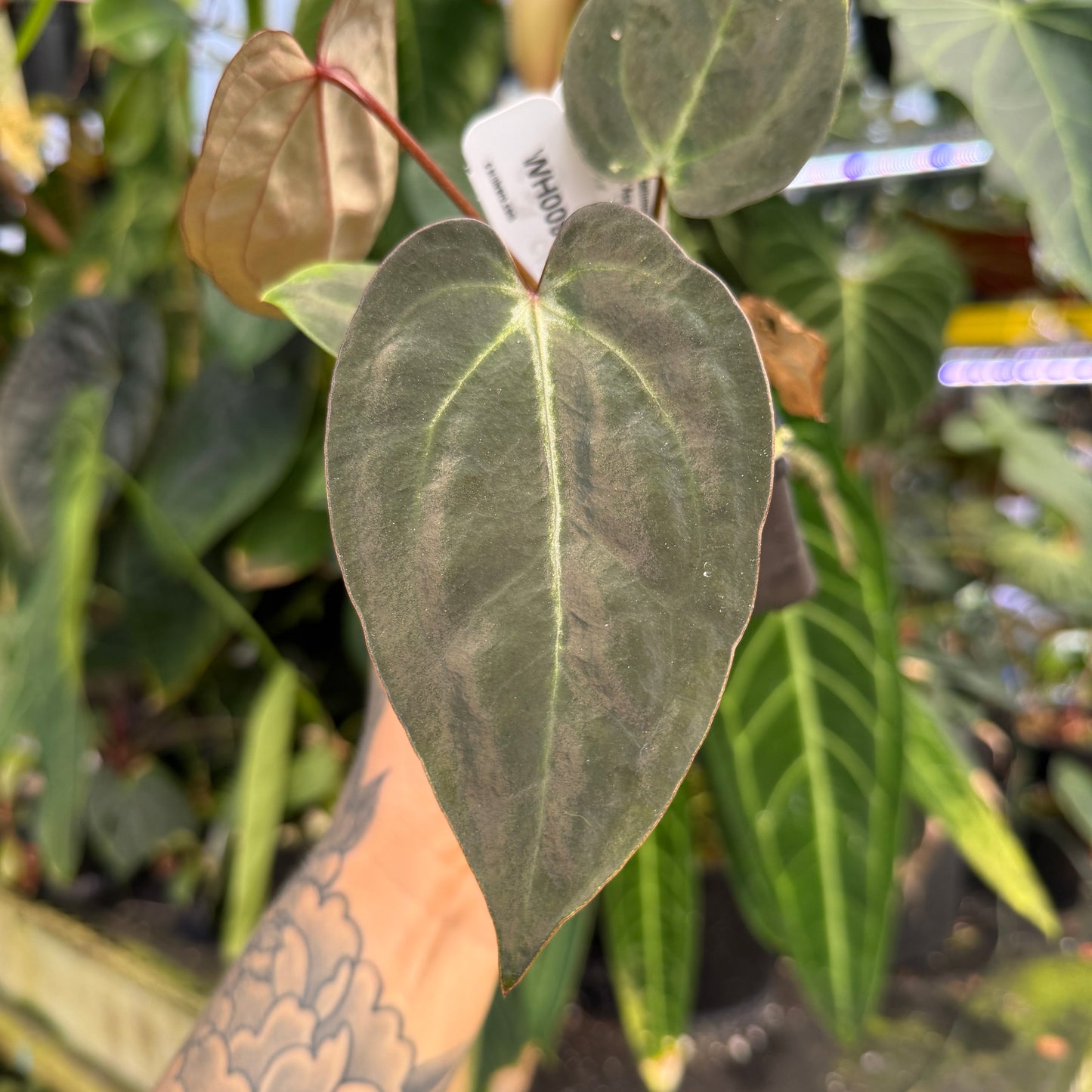 WH0098 Anthurium (crystallinum x magnificum) x ('Ace of Spades' x carlablackiae), CAR-1060 (M)