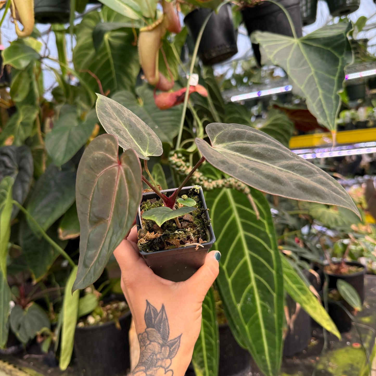 WH0098 Anthurium (crystallinum x magnificum) x ('Ace of Spades' x carlablackiae), CAR-1060 (M)