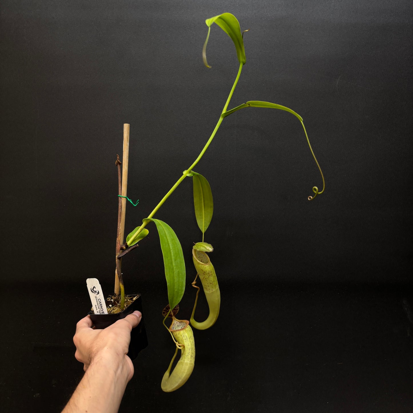 [A700] Nepenthes naga 'Paul Barden' Rooted Cutting ♀