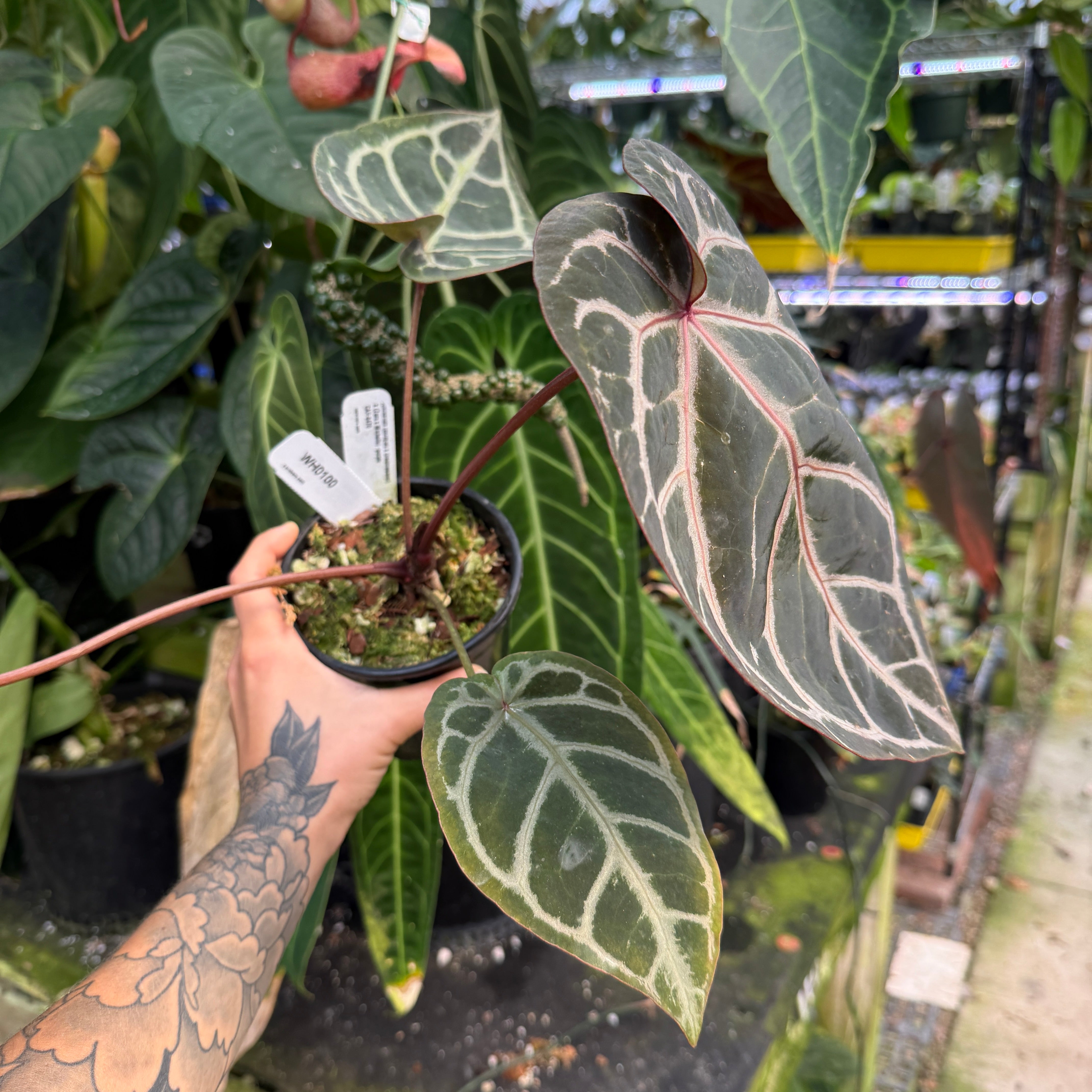 WH0100 Anthurium ('Dorayaki' x Dreamweaver) x (Zara x MIchelle