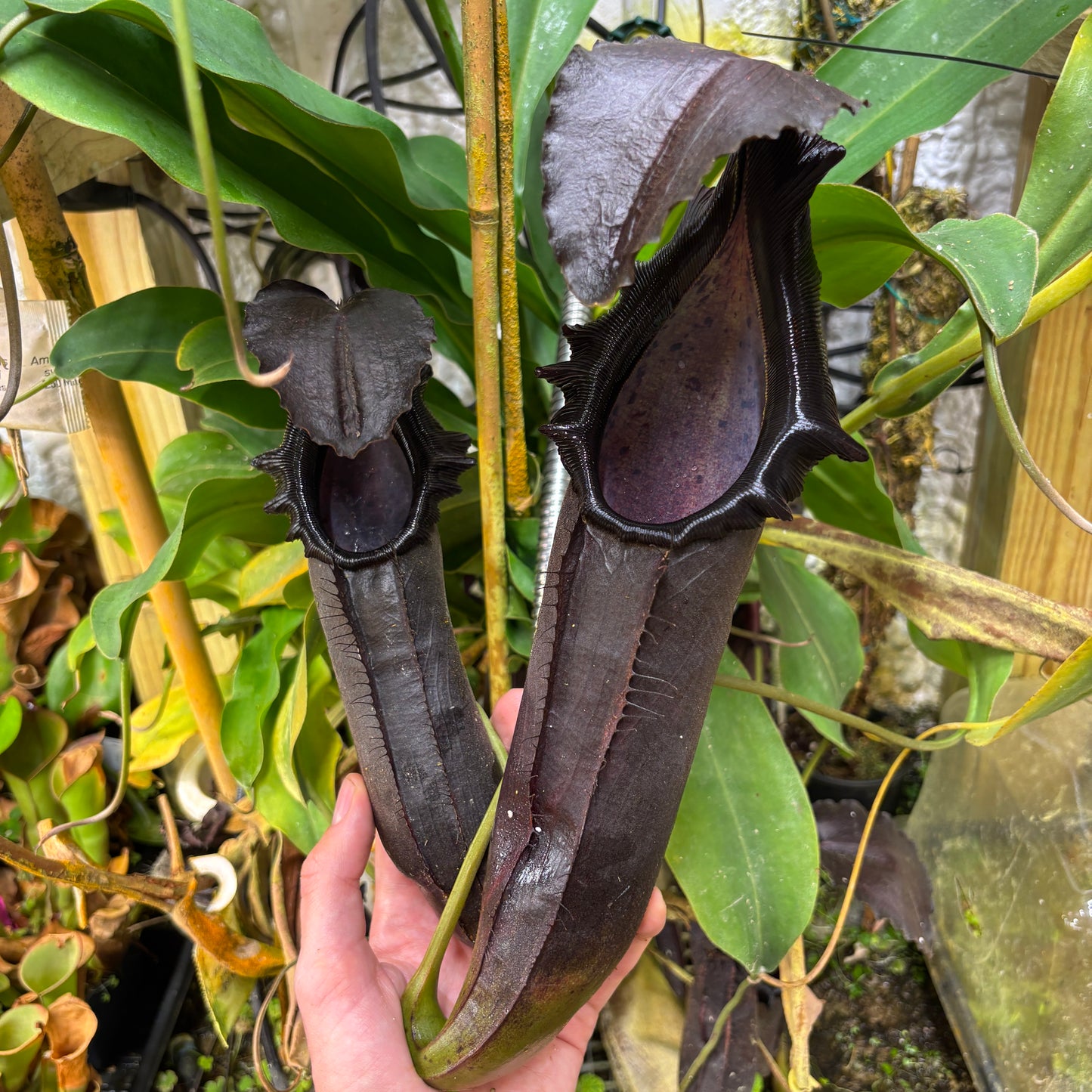 [A700] Nepenthes naga 'Paul Barden' Rooted Cutting ♀