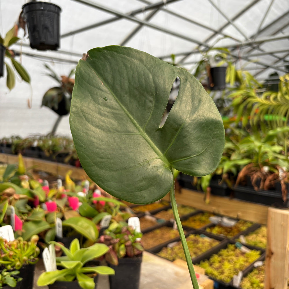[MDR041] Monstera deliciosa 'Compacta'