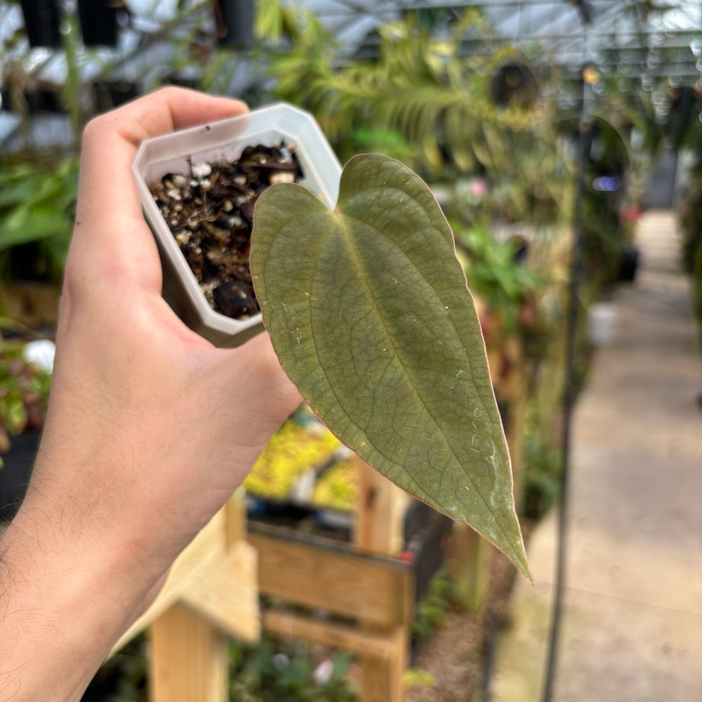 [MDR042] Anthurium antolakii (BVEP)