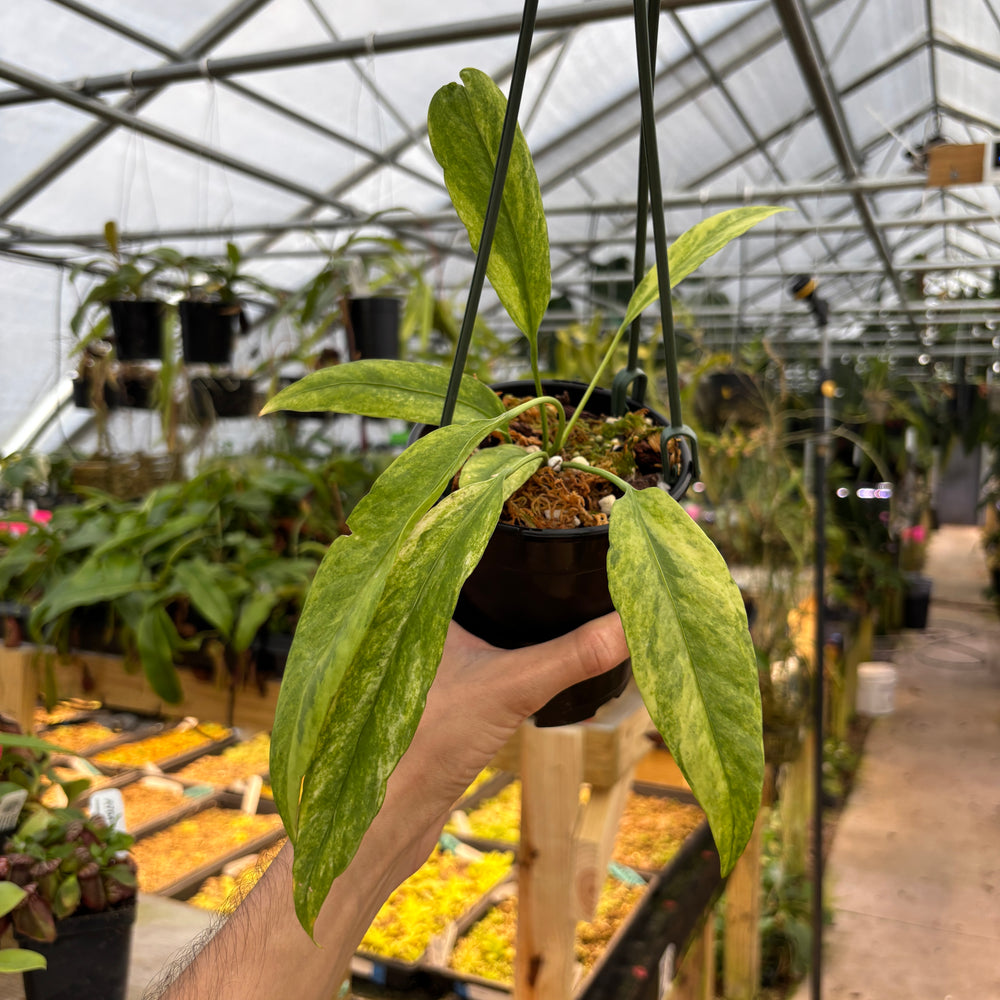 [MDR043] Anthurium vittarifolium VARIEGATED