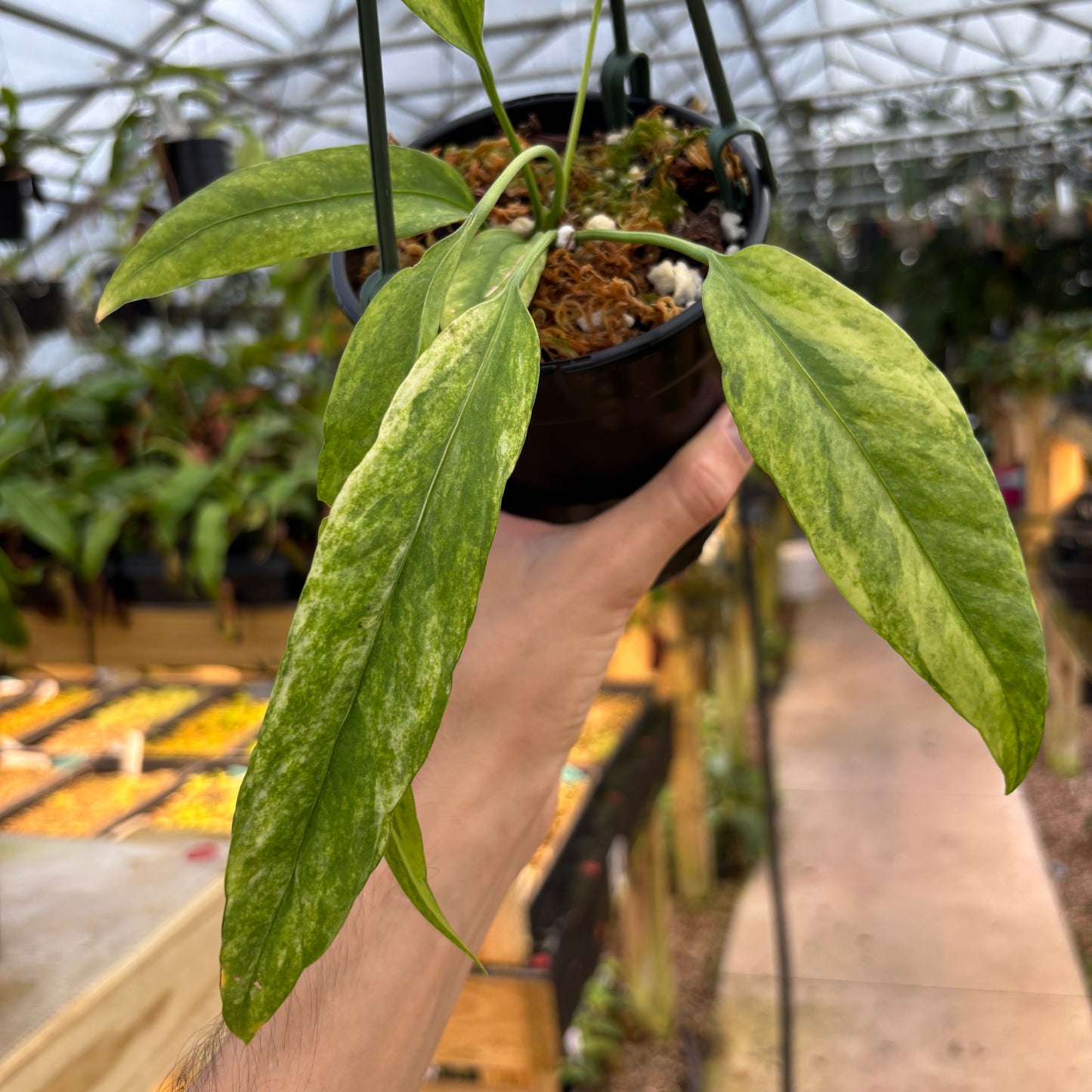 [MDR043] Anthurium vittarifolium VARIEGATED