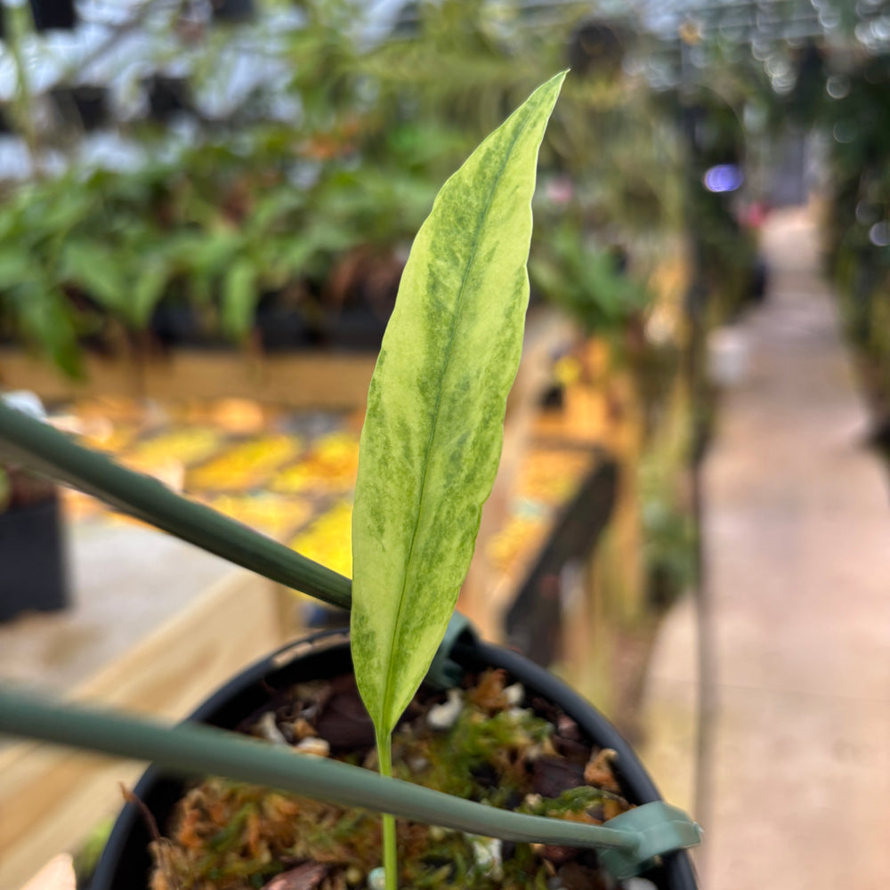 
                      
                        [MDR043] Anthurium vittarifolium VARIEGATED
                      
                    