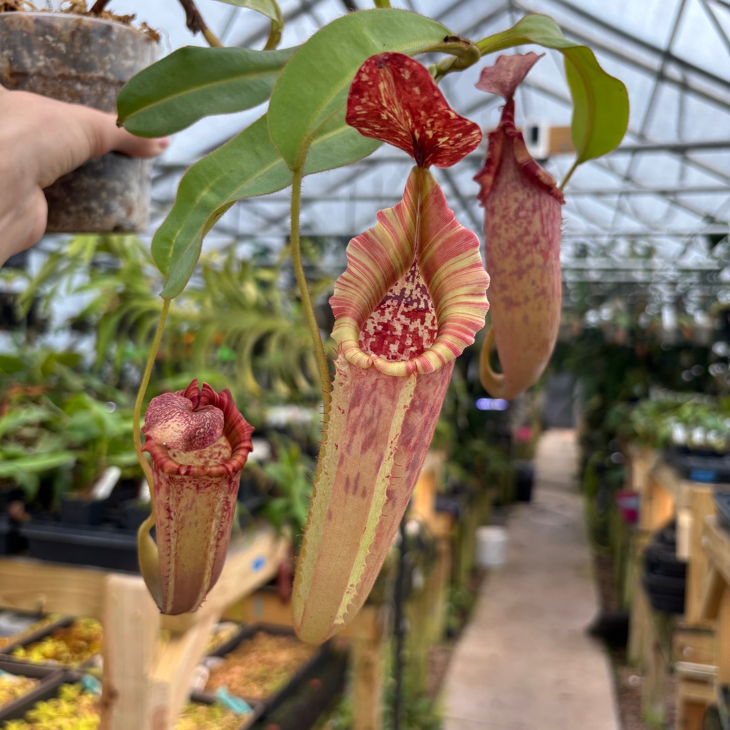 [A707] Nepenthes tiveyi "Sarawak Red"