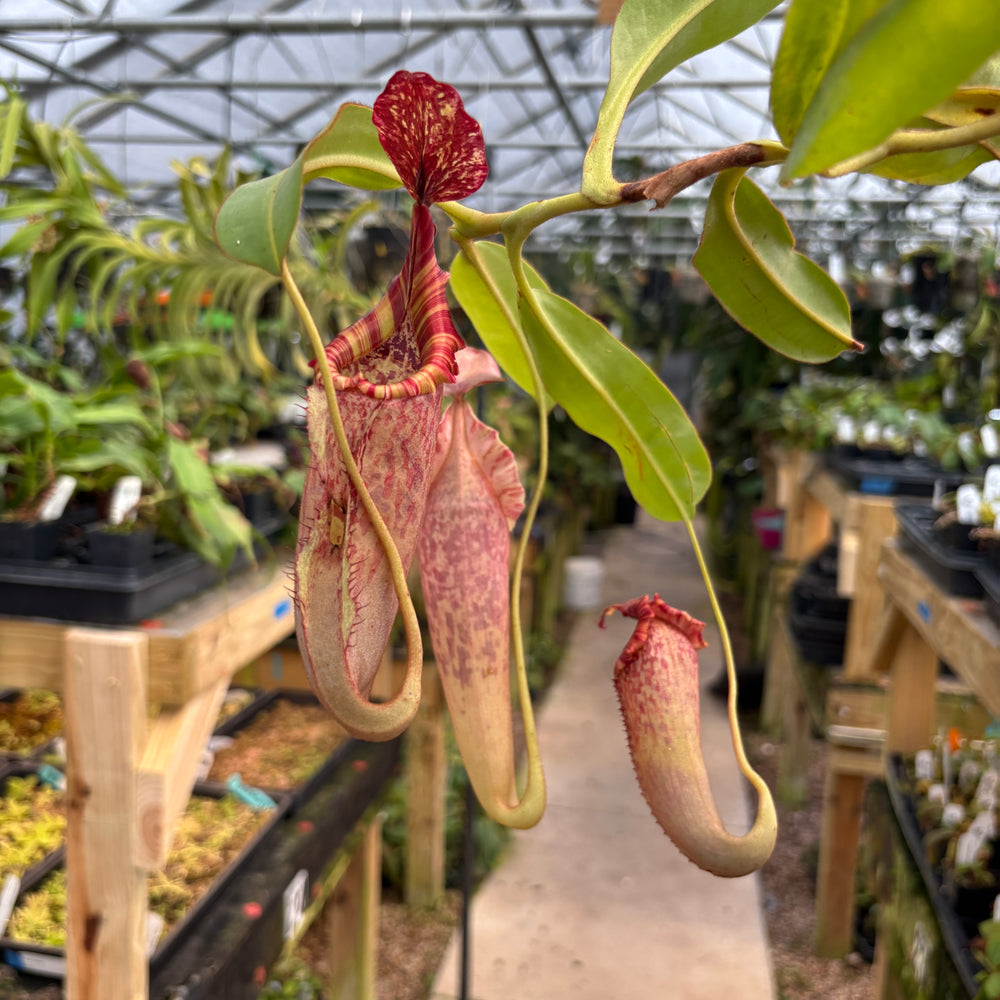 [A707] Nepenthes tiveyi "Sarawak Red"