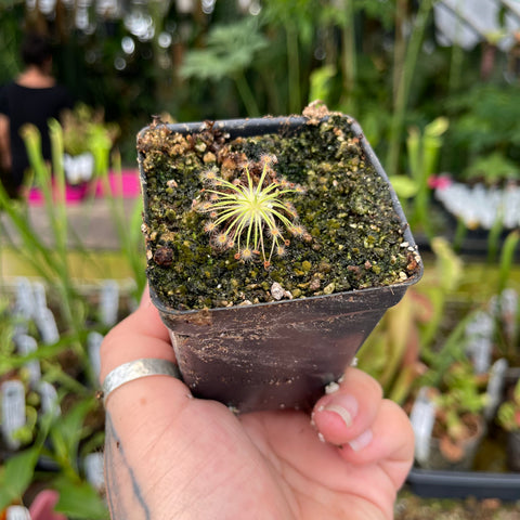 Drosera broomensis in a small pot with radiating pale yellow green leaves and dew on the tentacles