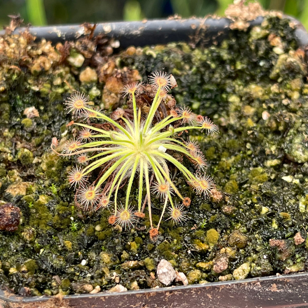 
                      
                        Drosera broomensis (Deep Creek x Nimalaica Claypan Lake Region)
                      
                    