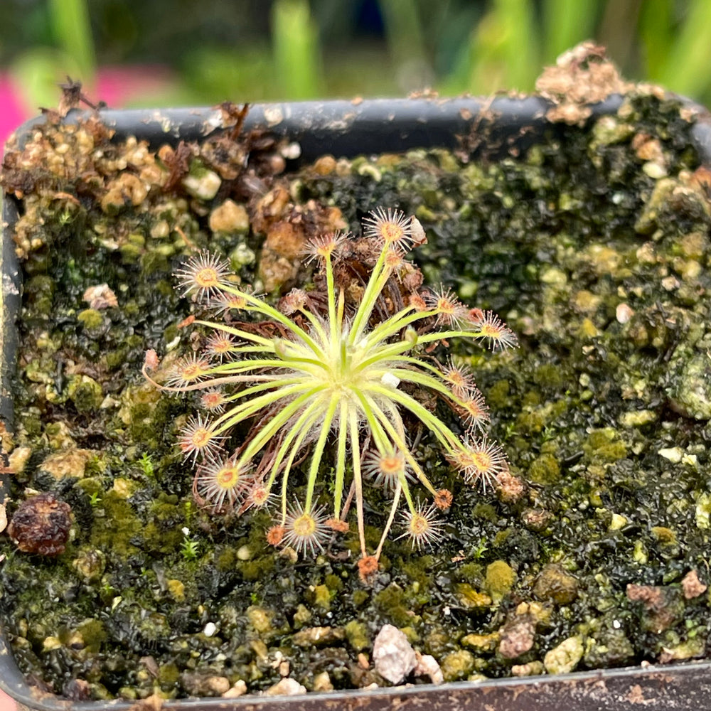 
                      
                        Drosera broomensis (Deep Creek x Nimalaica Claypan Lake Region)
                      
                    