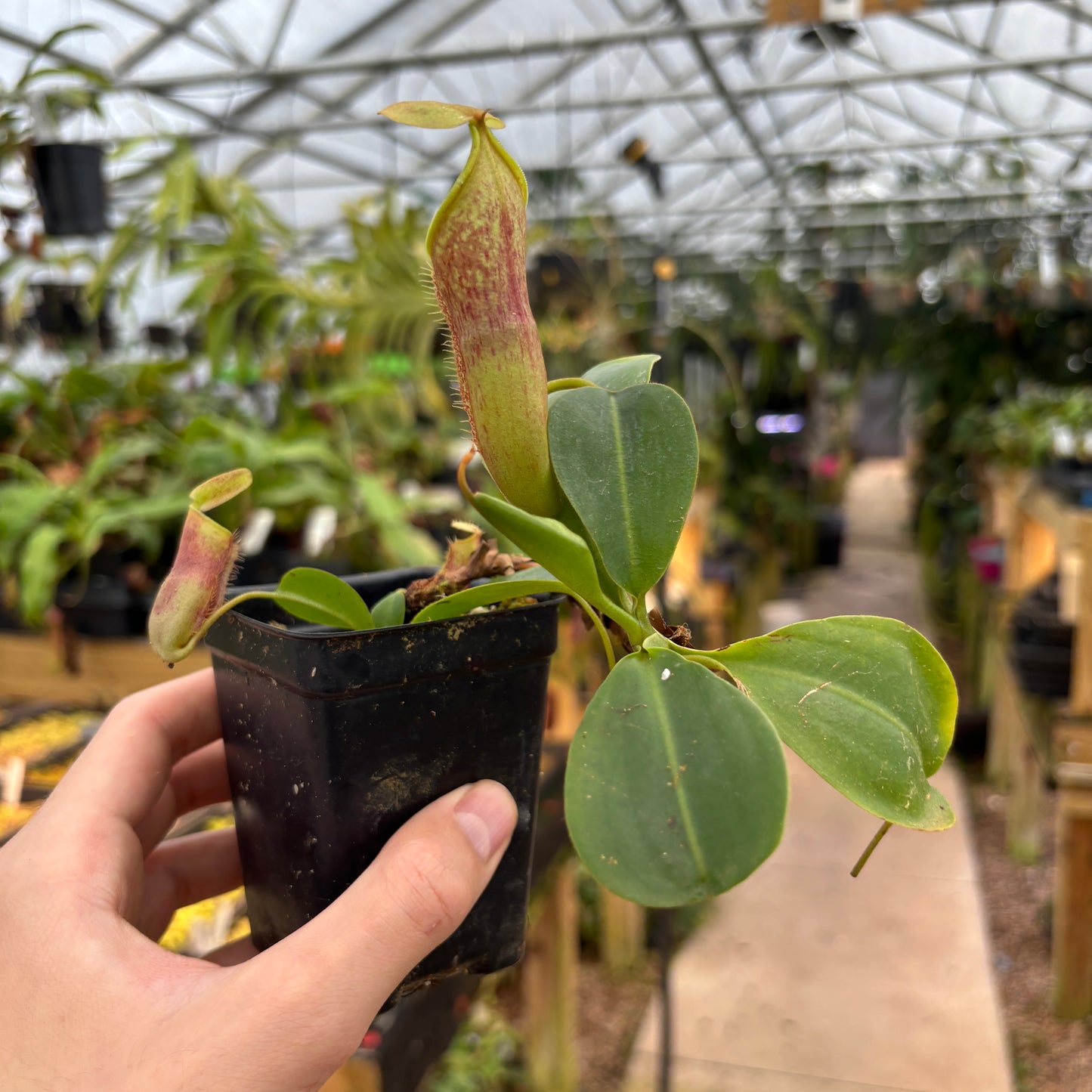 [A708] Nepenthes lowii x campanulata
