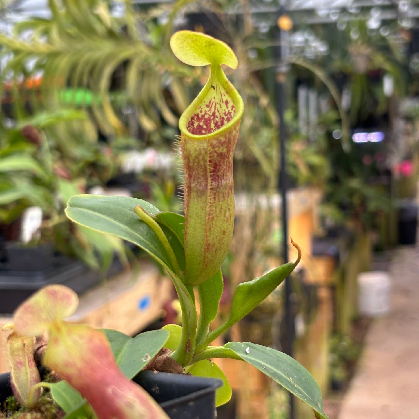 [A708] Nepenthes lowii x campanulata