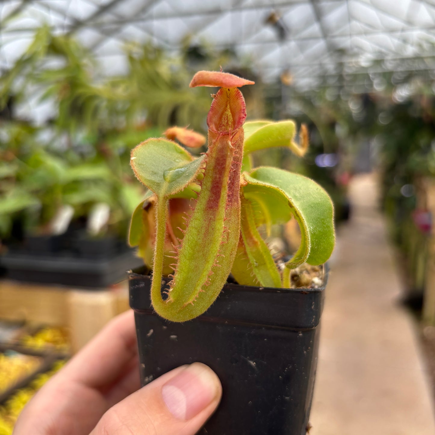 [A709] Nepenthes truncata (d) x (lowii x truncata) 'Giant'