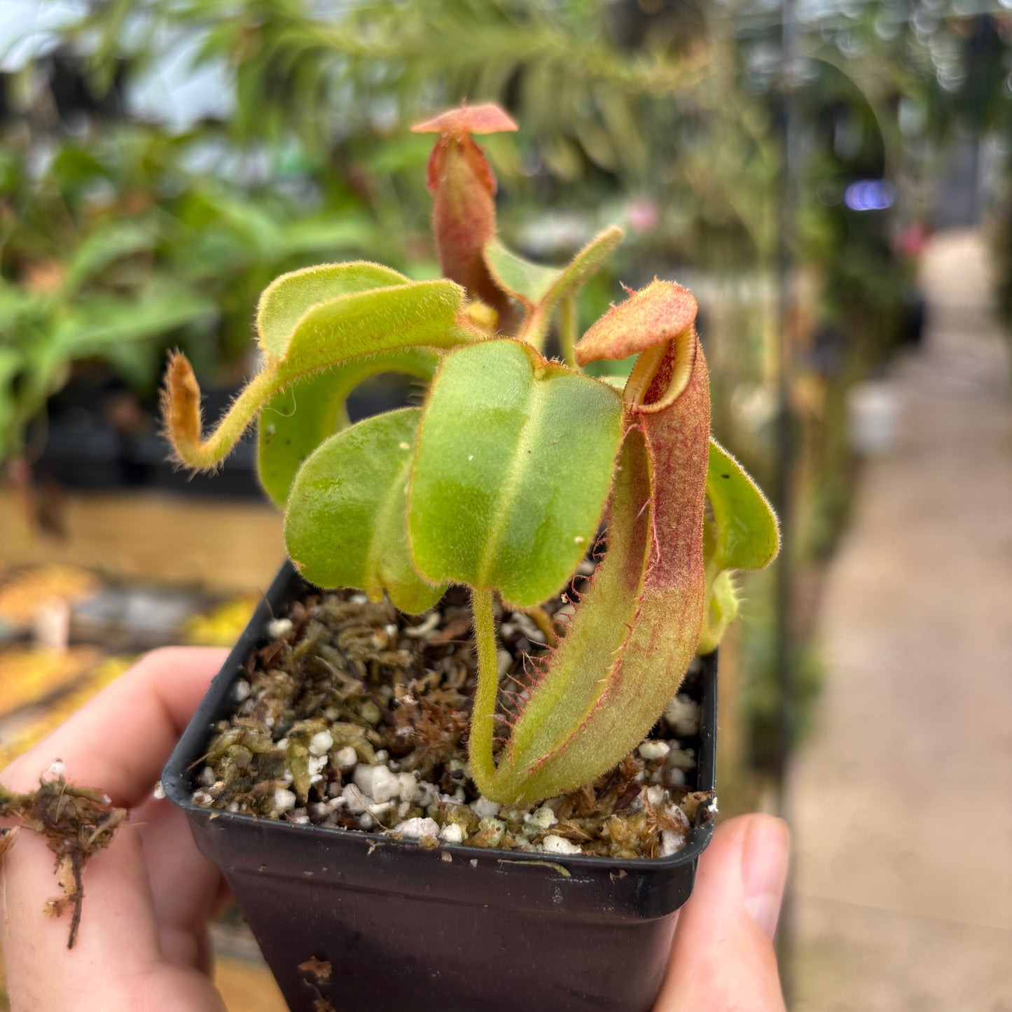 [A709] Nepenthes truncata (d) x (lowii x truncata) 'Giant'