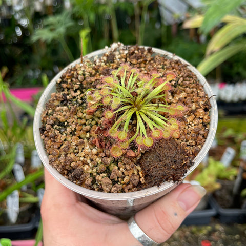 Drosera X kenneallyi hybrid sundew in a pot with a rosette of slender leaves and numerous round traps on short stalks