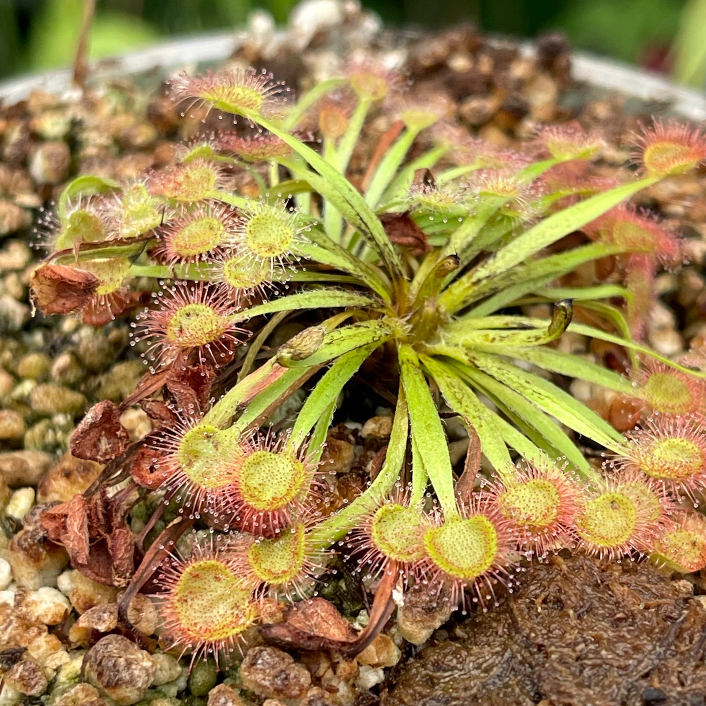 drosera potting mix Drosera X kenneallyi hybrid – Carnivero