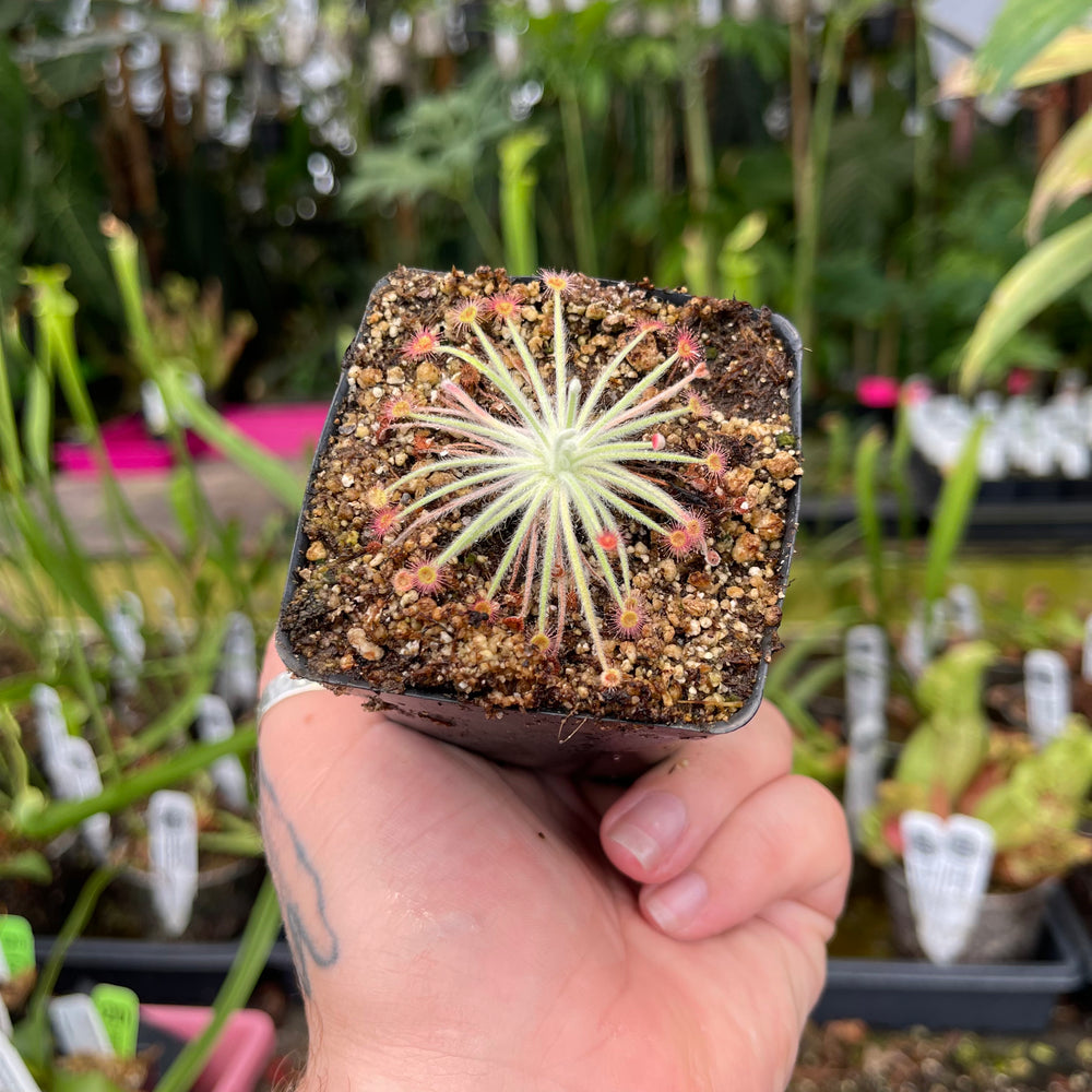 
                      
                        Drosera lanata sundew
                      
                    