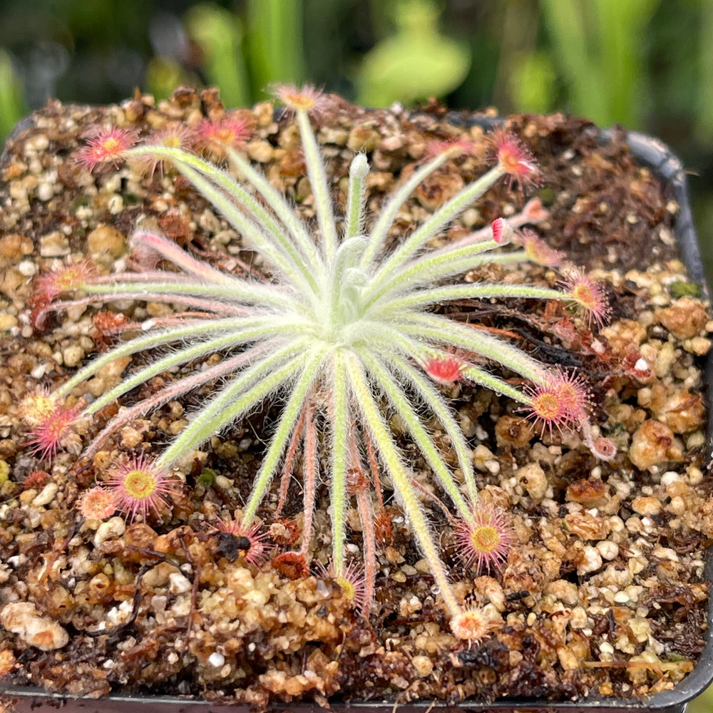 
                      
                        Drosera lanata sundew
                      
                    
