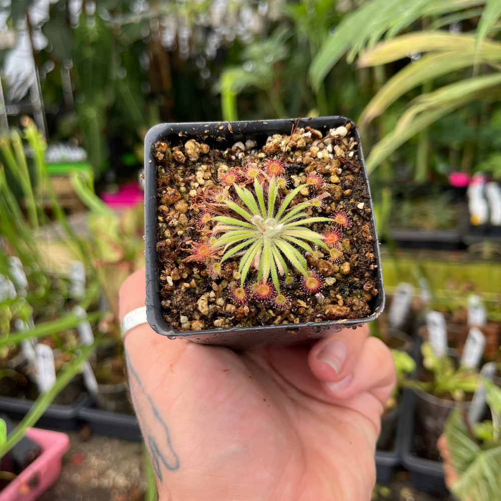 
                      
                        Drosera lanata sundew
                      
                    