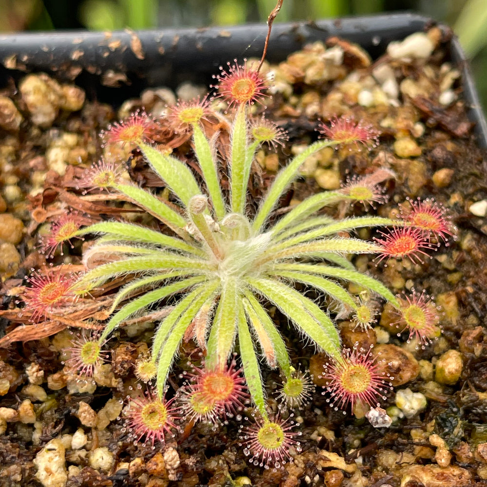 
                      
                        Drosera lanata sundew
                      
                    