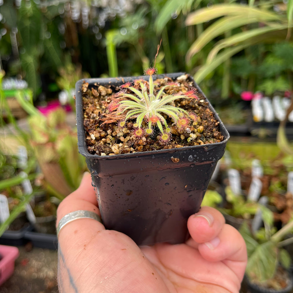 
                      
                        Drosera lanata sundew
                      
                    