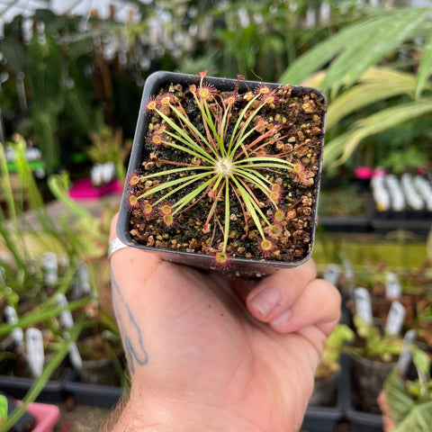 Drosera dilatato-petiolaris sundew from above in a small pot with slender radiating leaves and dew covered traps at the leaf tips